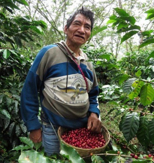 Mexican Coffee Cultural History